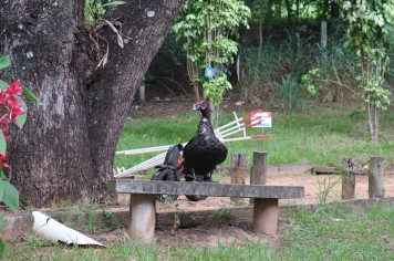 Foto - PASSEIO DA MELHOR IDADE