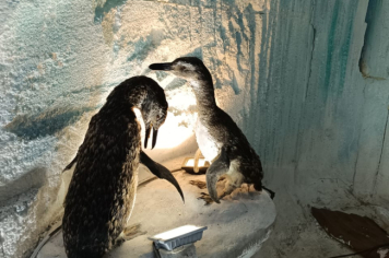 Foto - Projeto Vida Marinha: Uma Iniciativa Transformadora de Educação Ambiental em Esperança Nova