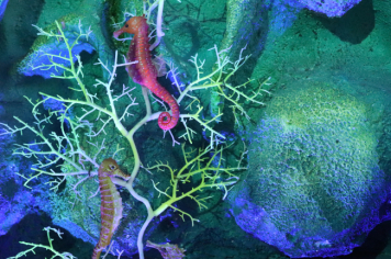 Foto - Projeto Vida Marinha: Uma Iniciativa Transformadora de Educação Ambiental em Esperança Nova