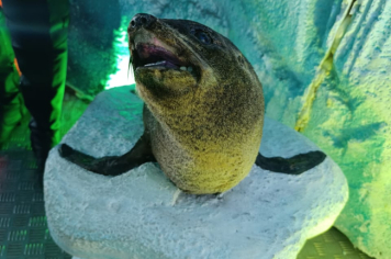 Foto - Projeto Vida Marinha: Uma Iniciativa Transformadora de Educação Ambiental em Esperança Nova